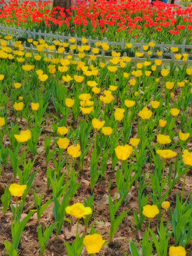 黄色郁金香花丛