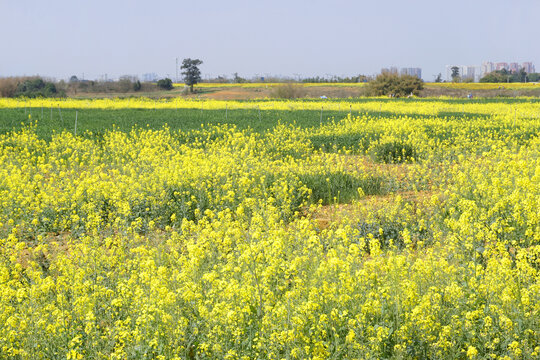 成都东安湖公园彩色油菜花海