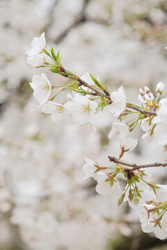 樱花