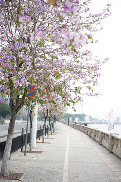 江边粉色紫荆花