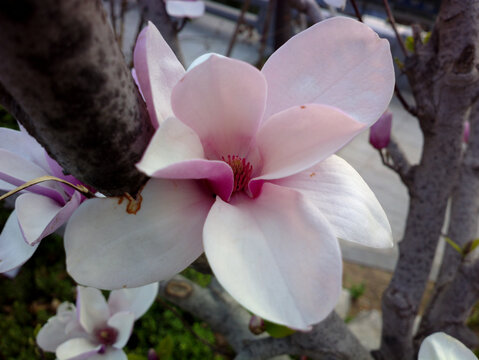 玉兰花