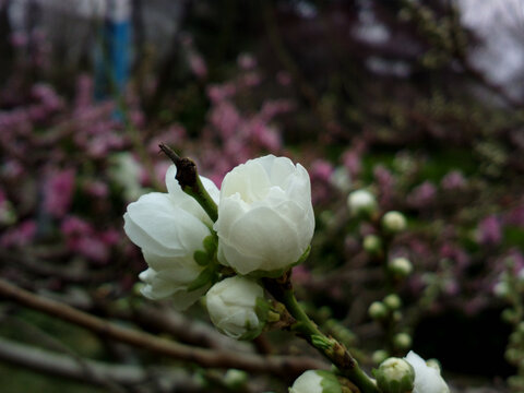 碧桃花