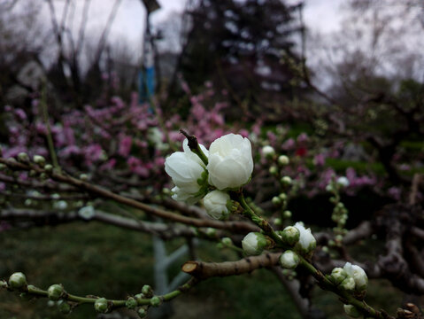 碧桃花