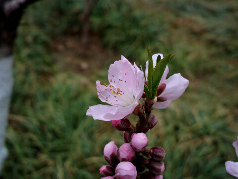 碧桃花