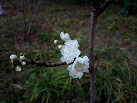 碧桃花