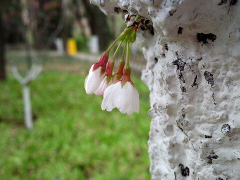 樱花