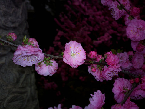 桃花