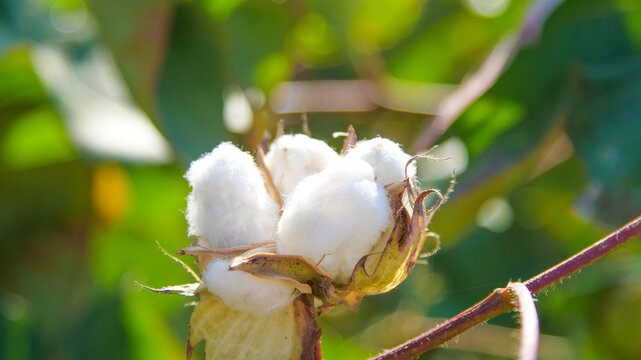 棉花种植