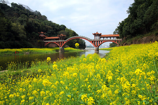 古桥油菜花田园风光