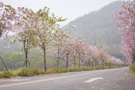 开满鲜花的道路