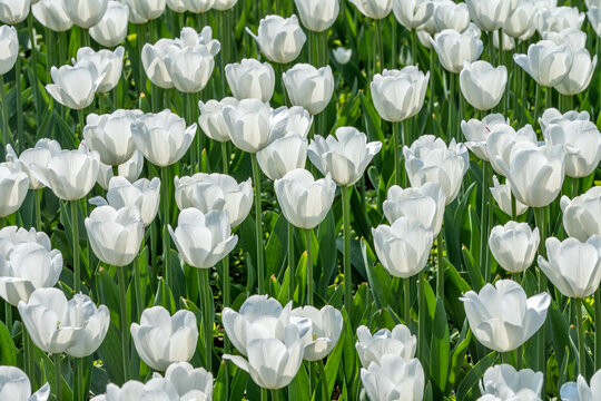 郁金香花卉背景图