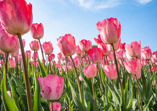 郁金香花卉背景图