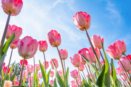 郁金香花卉背景图