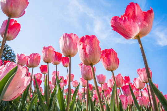 郁金香花卉背景图