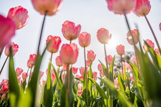 郁金香花卉背景图