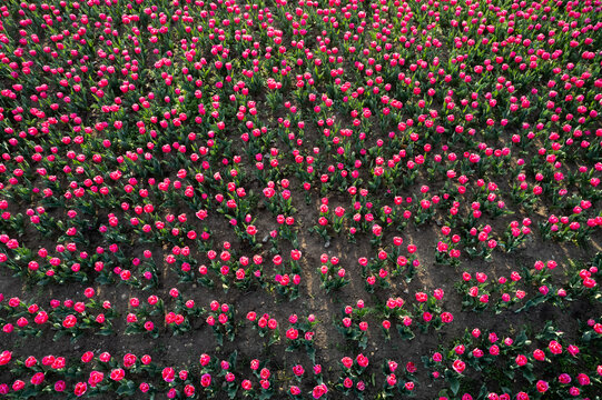 郁金香花卉背景图