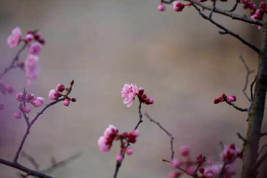 美人梅花苞