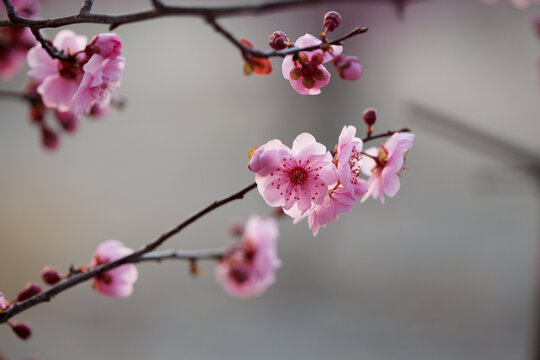 美人梅花枝