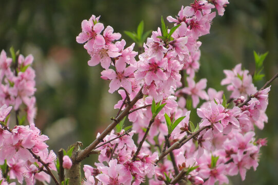 桃花