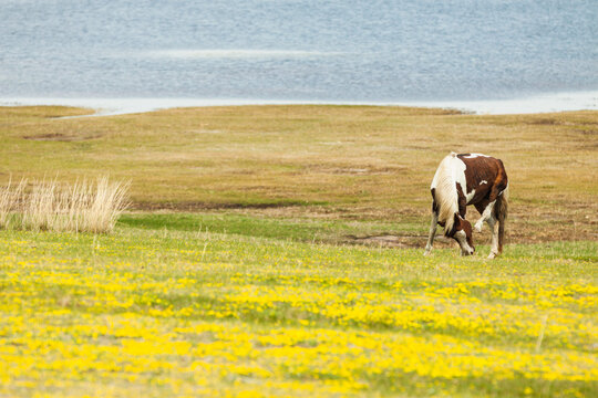 草原春天一匹马