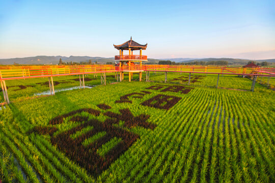 水稻水稻田观景台