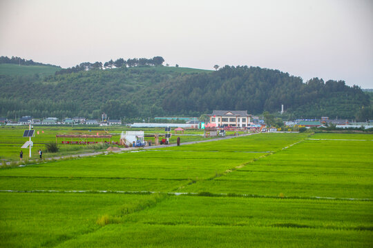 水稻田观景台
