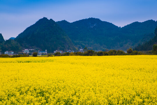 贵州油菜花田