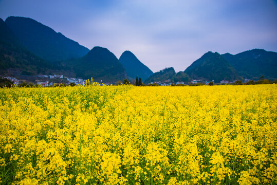 贵州油菜花田