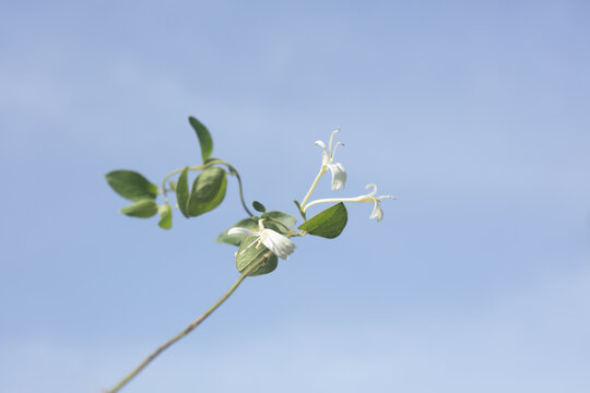 金银花