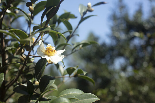 山茶花