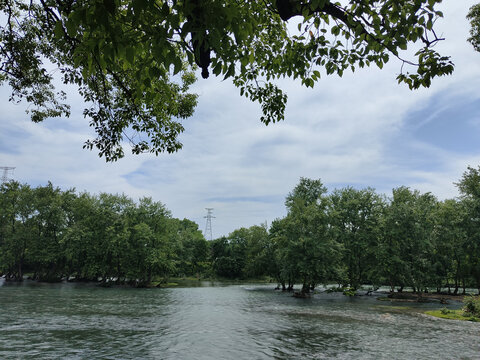 河边柳树林