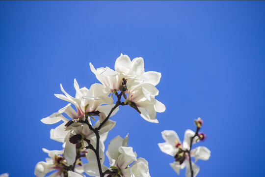 玉兰花特写