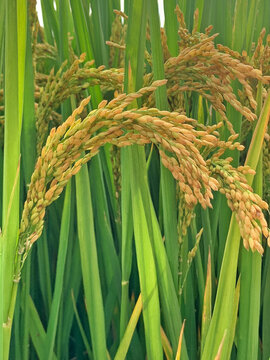 颗粒饱满的稻穗稻子
