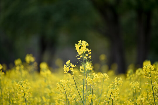 金色油菜花