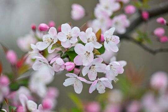 粉色海棠花