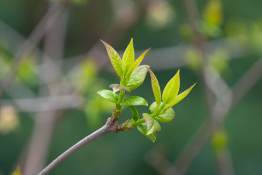 树枝发芽新芽嫩叶