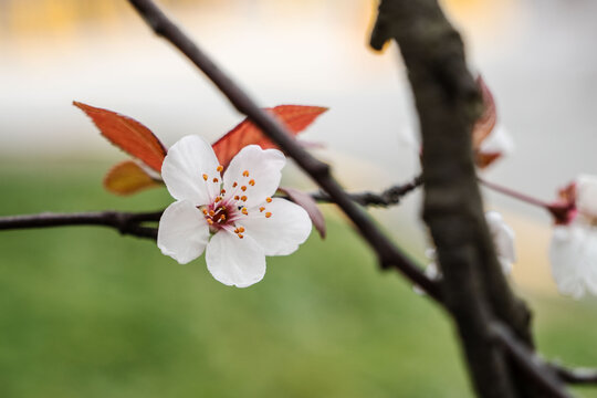 樱花