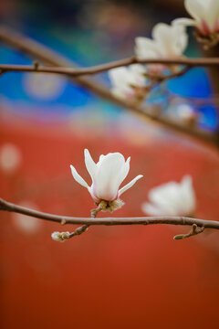 红墙玉兰花