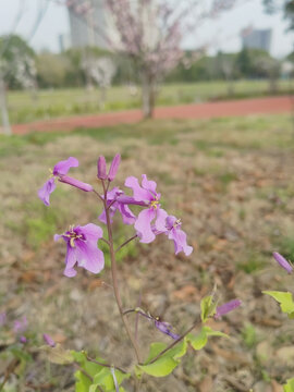 树下小花诸葛菜