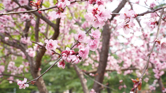 桃花特写