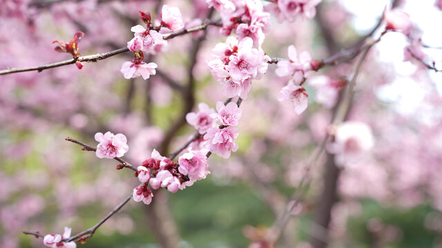 桃花特写