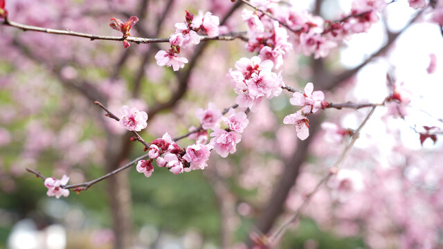 桃花特写