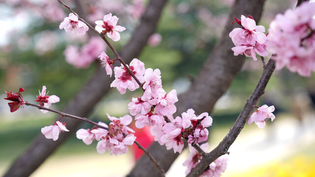 桃花特写