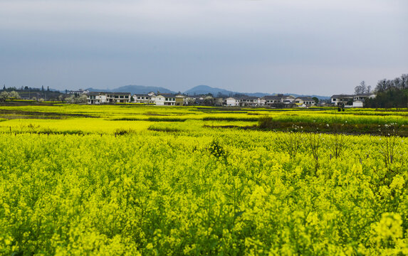 油菜花田