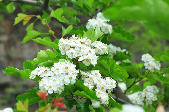 山楂园白色花