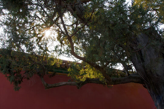 阳光古树红墙
