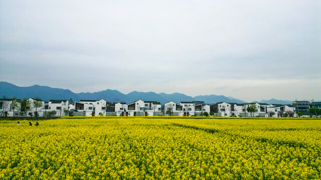 油菜花田园风光