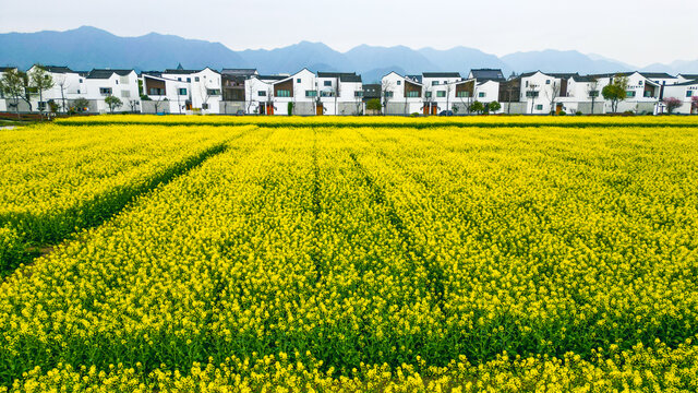 春季油菜花