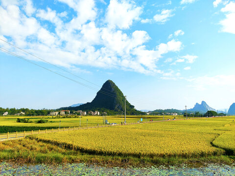 稻谷田园乡村马兰风景