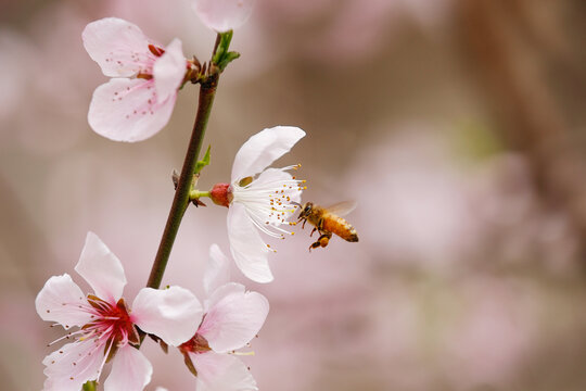 蜜蜂采蜜